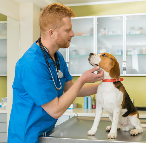 veterinary examing cute beagle dog at clinic