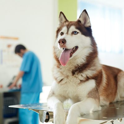 Fluffy buddy of humans visiting vet